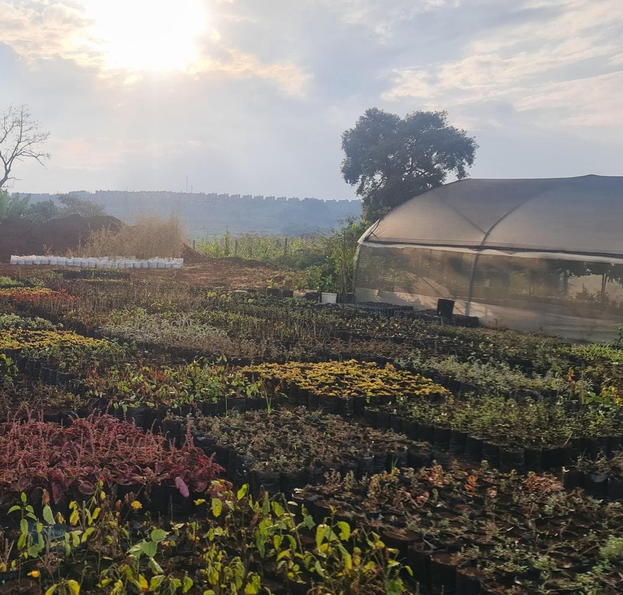 Outdoor Plants